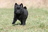 SCHIPPERKE 368